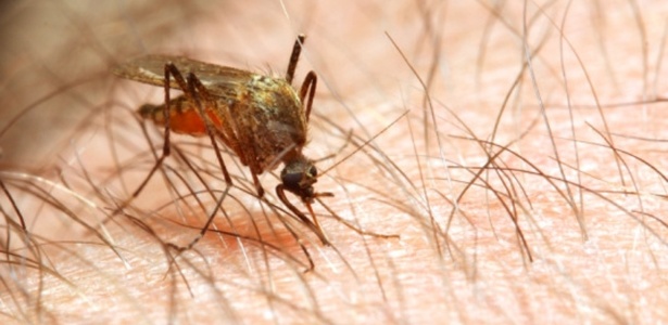 a-femea-do-mosquito-anopheles-mata-mais-de-um-milhao-de-pessoas-por-ano-o-inseto-e-o-mais-letal-do-mundo-animal-porque-e-transmissor-da-malaria-doenca-que-mais-gera-problemas.jpg