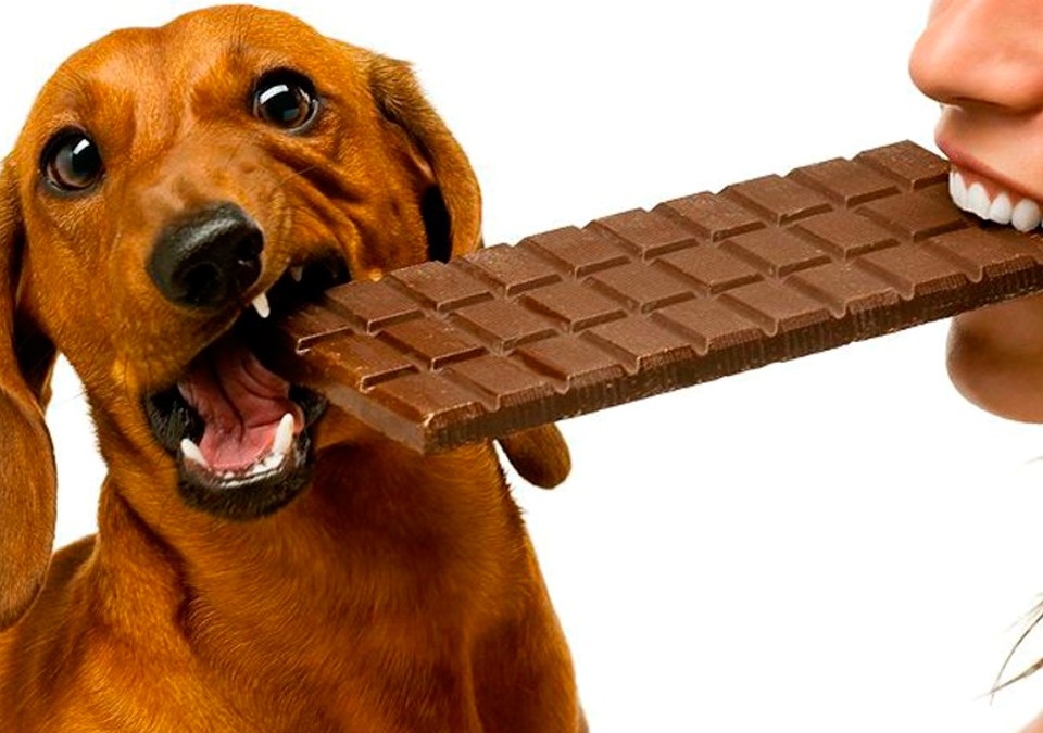 cachorro-chocolate-dona.jpg