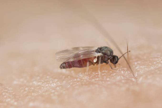 mosquito-borrachudo.jpg